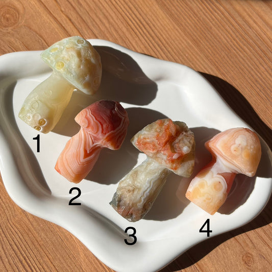 Funghi in agata del Gobi