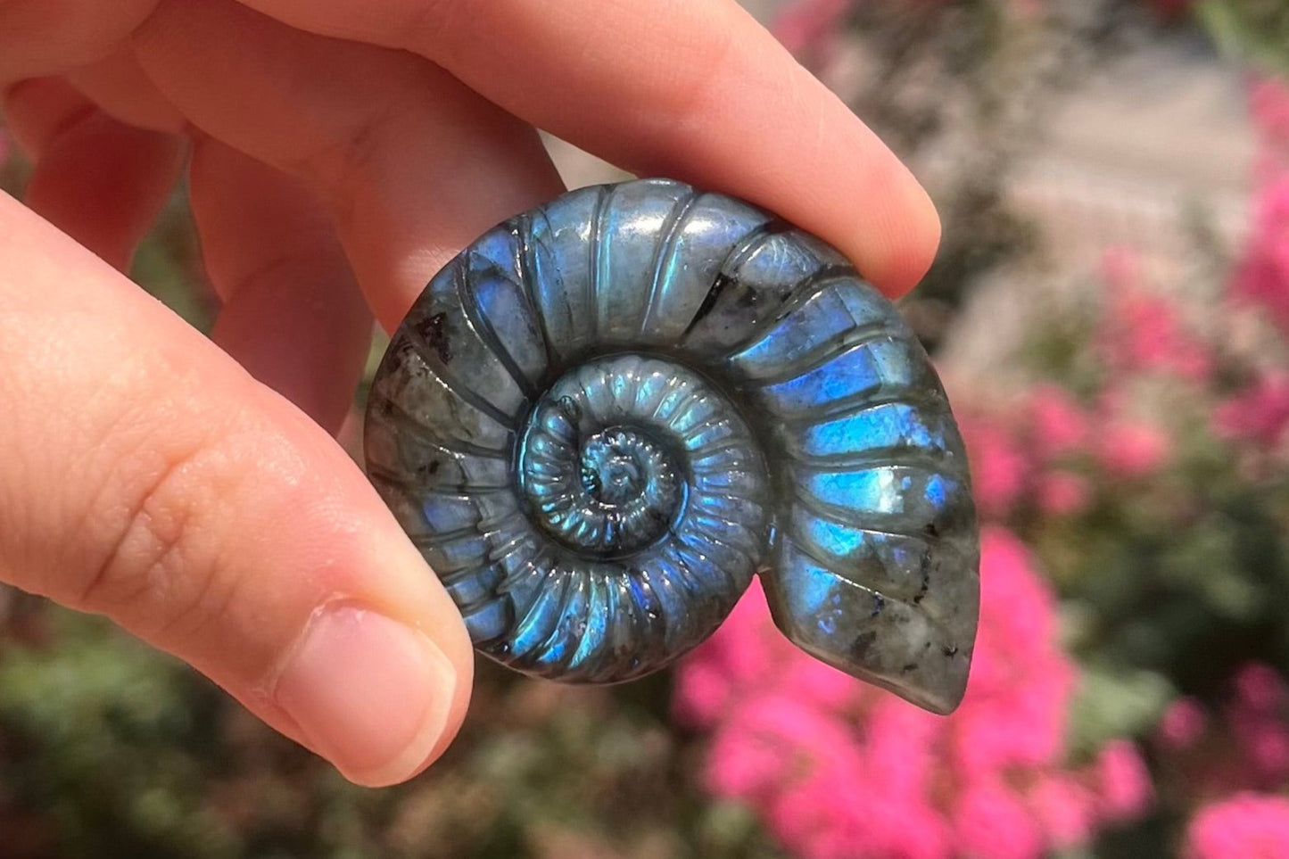Ammonite in labradorite