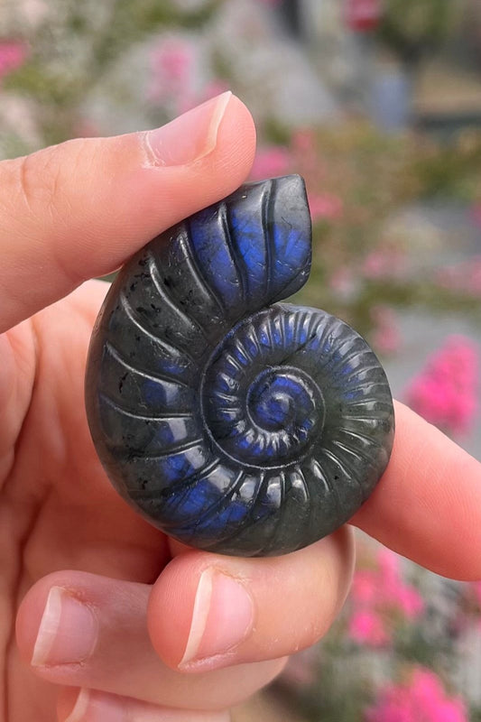 Ammonite in labradorite