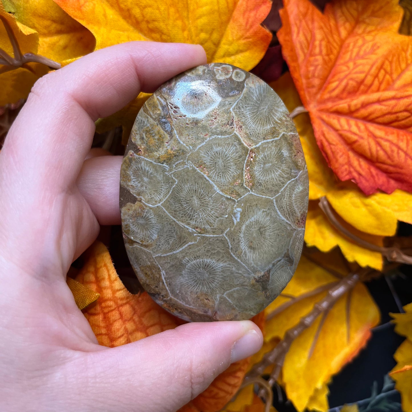 Palmstone in corallo fossile